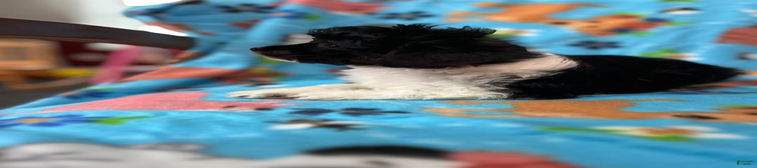 Oreo