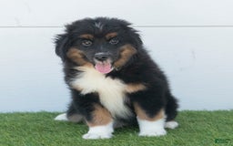 Australian Shepherd dogs for sale: Oscar - Image 8