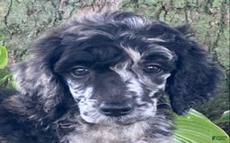 Standard Poodle dogs for sale: Rusty - Image 7
