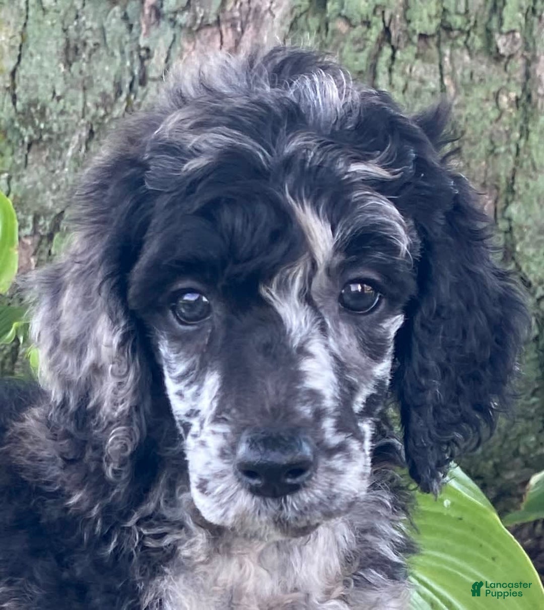 Standard Poodle dogs for sale: Rusty - Image 7