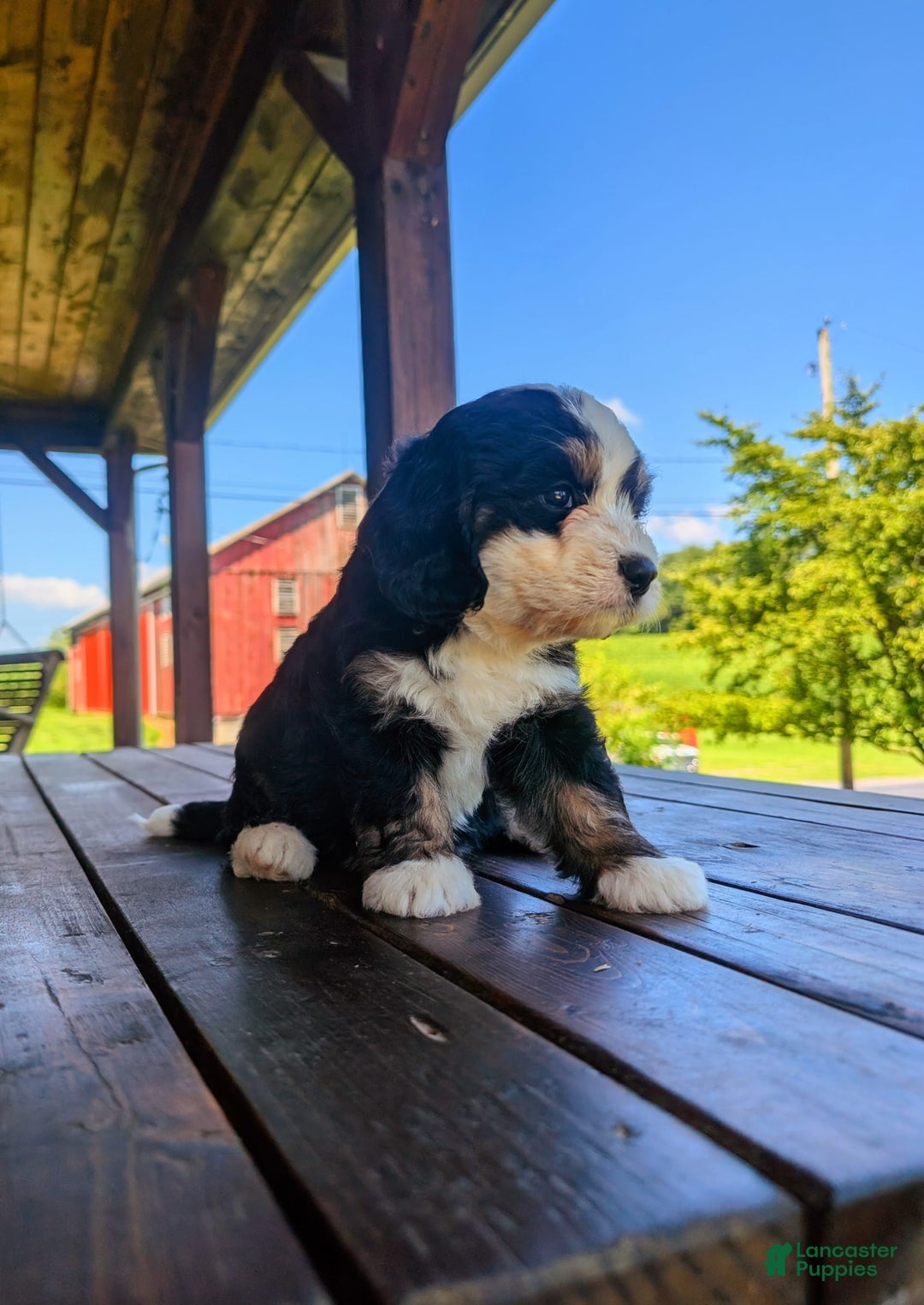 Mini Bernedoodle dogs for sale: Sadie - Image 3