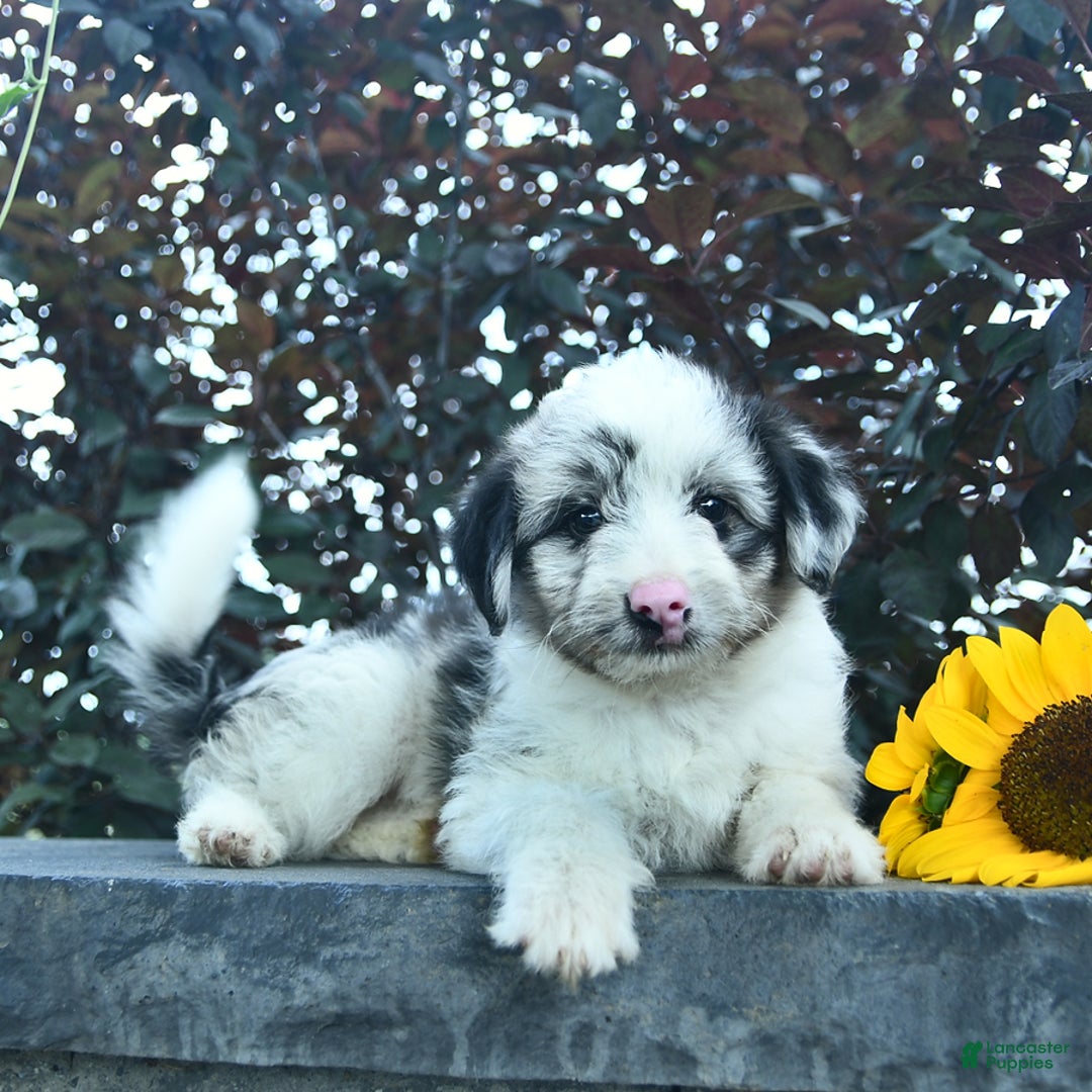 Aussiedoodle dogs for sale: Misty - Image 3