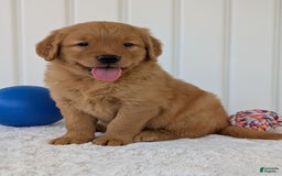 Golden Retriever dogs for sale: Porter - Image 9