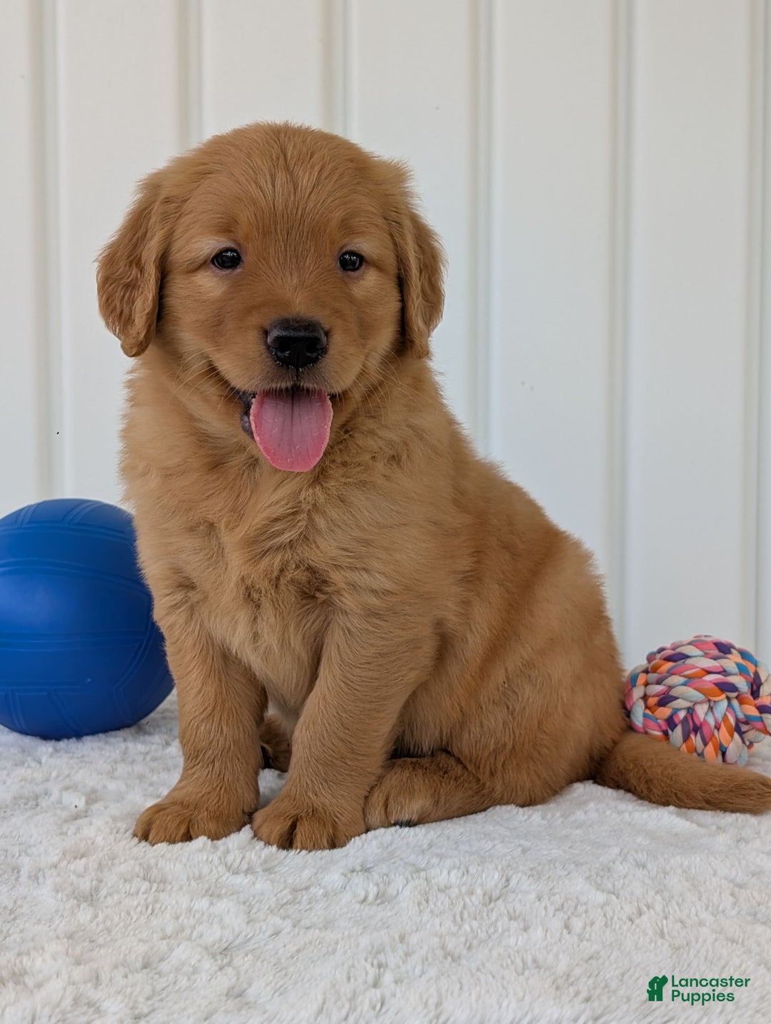 Golden Retriever dogs for sale: Porter - Image 9