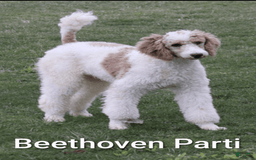 Labradoodle dogs for sale: Aspen Fern - Image 9