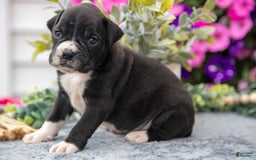 Boxer dogs for sale: Spike - Image 1