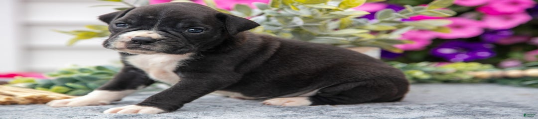 Spike