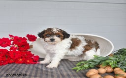 Lhasapoo dogs for sale: Sugar - Image 1
