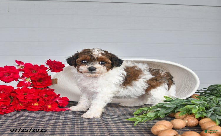 Lhasapoo dogs for sale - Ad 2