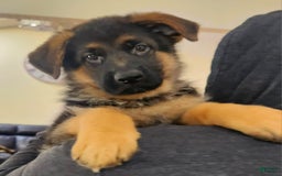 German Shepherd dogs for sale: Big Red - Image 14