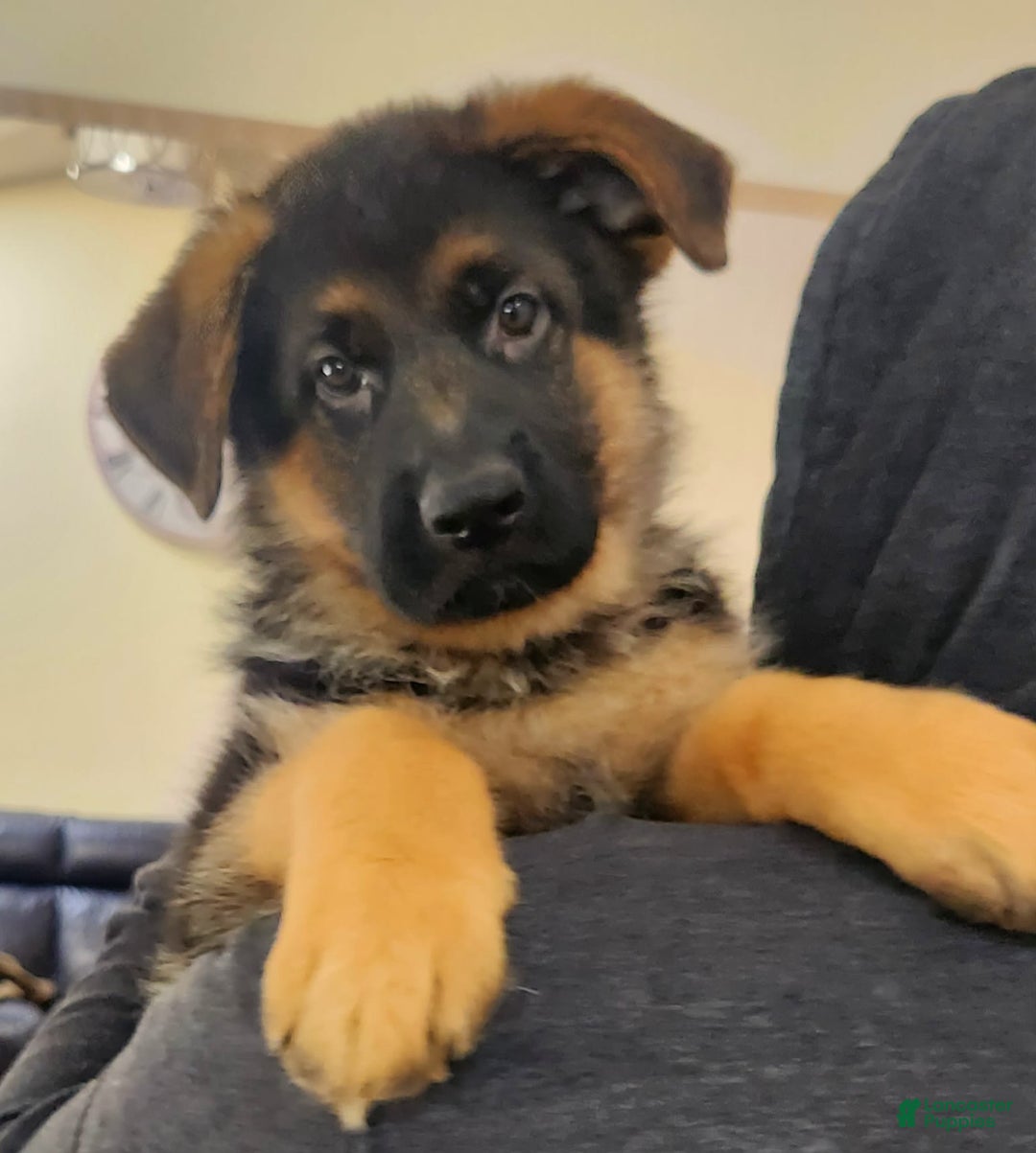 German Shepherd dogs for sale: Big Red - Image 14