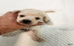 Bichon Frise dogs for sale: Toy Poodle/toy Bichon Puppy - Image 11