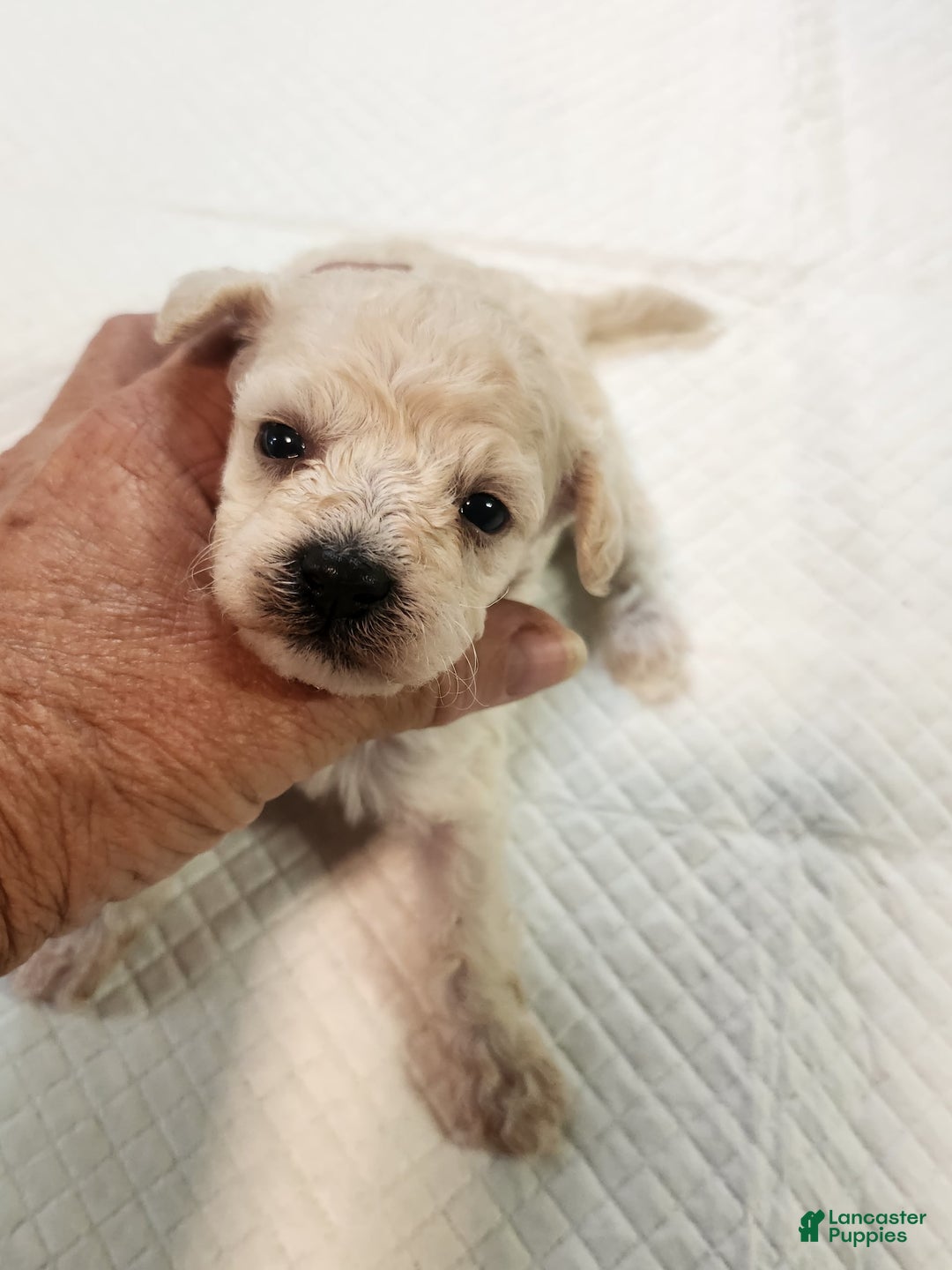 Bichon Frise dogs for sale: Toy Poodle/toy Bichon Puppy - Image 11