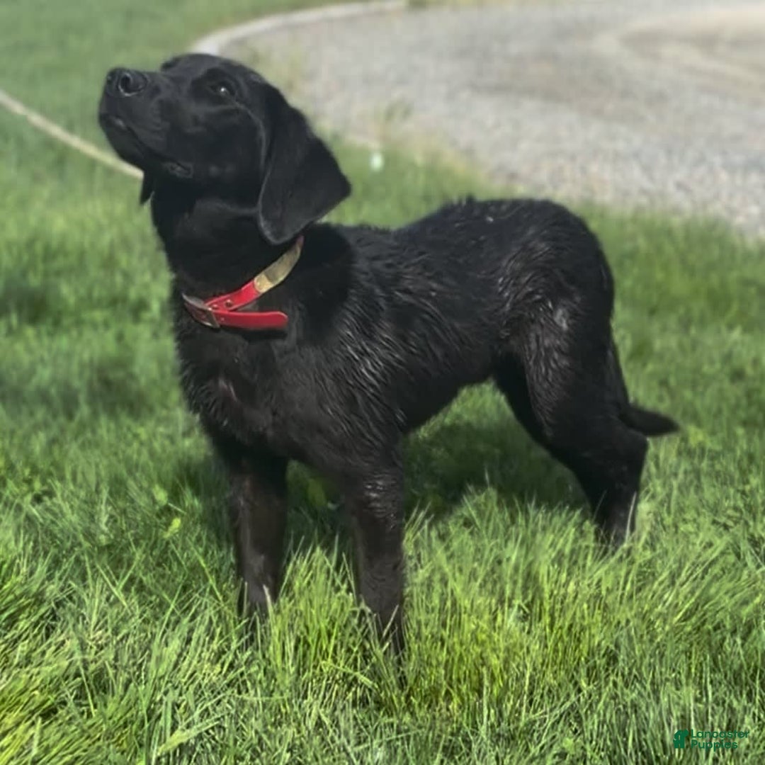 Labrador Retriever dogs for sale: Boomer - Image 3