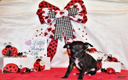 Chihuahua dogs for sale: Sullivan - Image 7