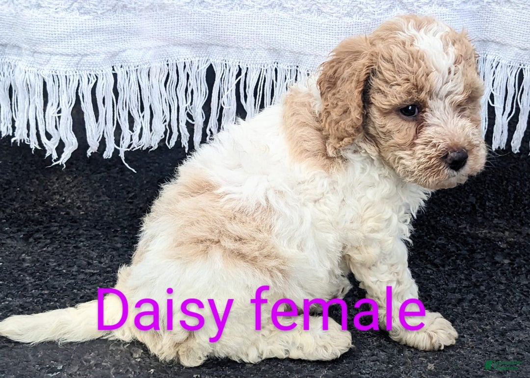 Mini Goldendoodle dogs for sale: Daisy - Image 5