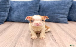 Boston Terrier dogs for sale: Austin - Image 4