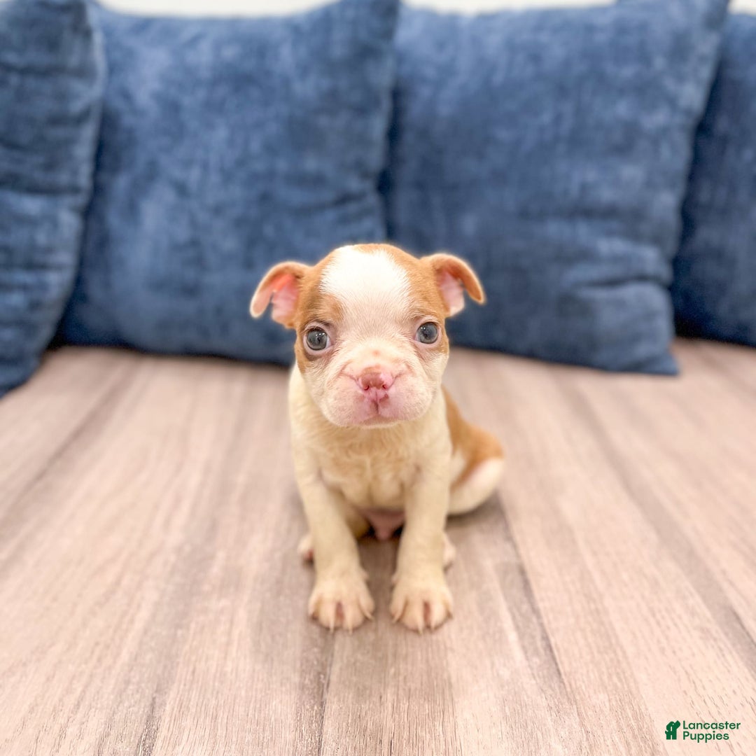 Boston Terrier dogs for sale: Austin - Image 4