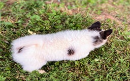 Pomsky dogs for sale: Sweet Girlie - Image 2