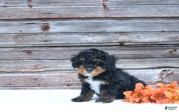 Miniature Poodle dogs for sale: Myla - Image 3