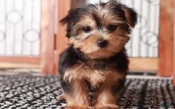 Yorkshire Terrier dogs for sale: Tessa - Image 2