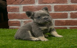 French Bulldog dogs for sale: Lola - Image 5