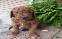 Goldendoodle dogs for sale: Cash - Image 18