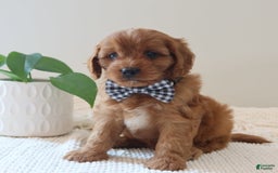 Cavapoo dogs for sale: Flash - Image 5