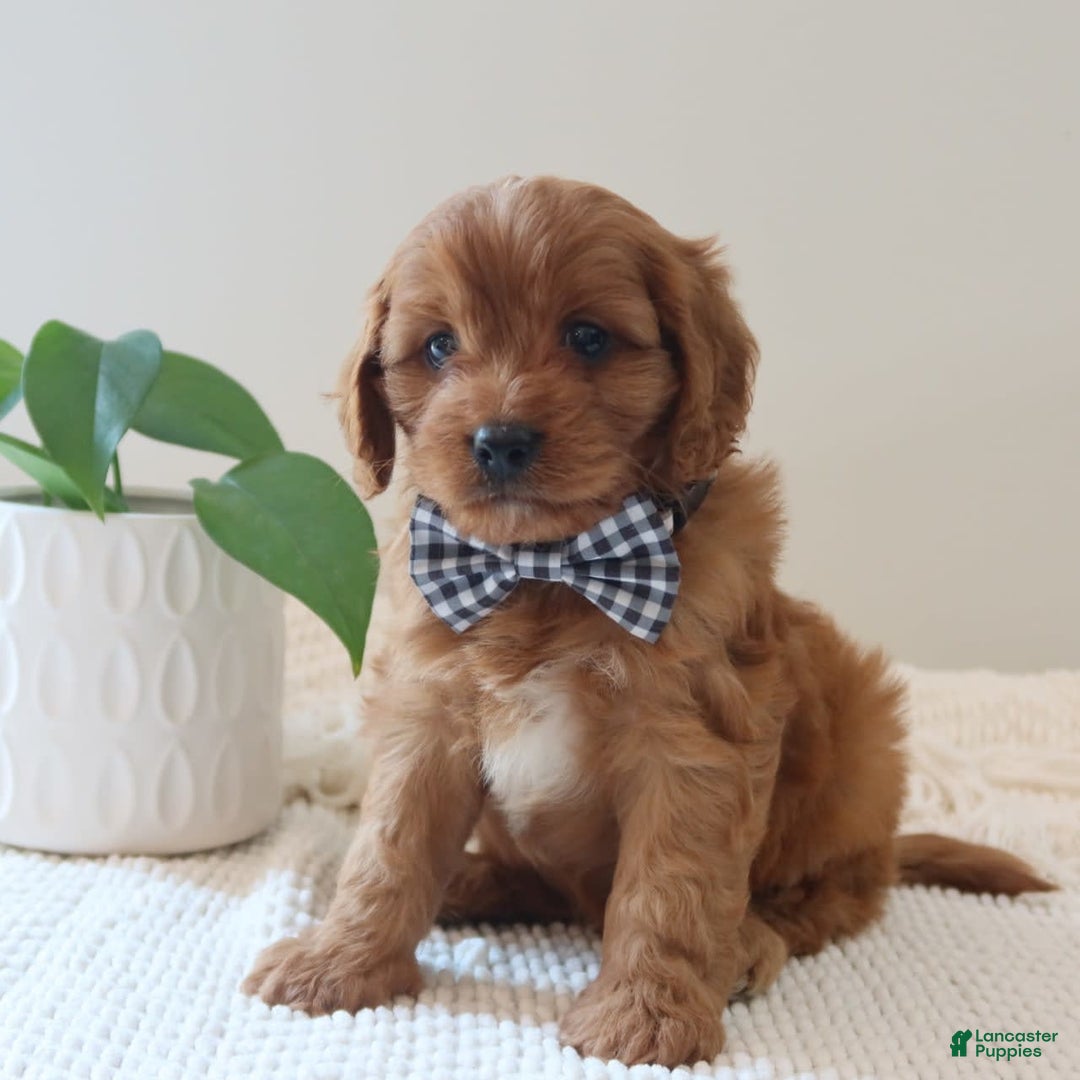 Cavapoo dogs for sale: Flash - Image 5
