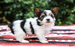 Yorkshire Terrier dogs for sale: Travis Teacup - Image 2