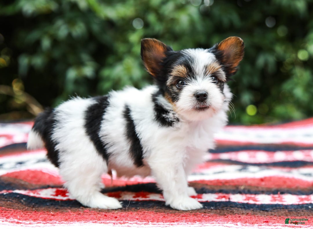 Yorkshire Terrier dogs for sale: Travis Teacup - Image 2
