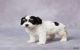 Cavapoo dogs for sale: Ted - Image 5