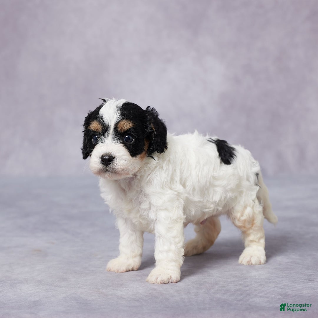 Cavapoo dogs for sale: Ted - Image 5