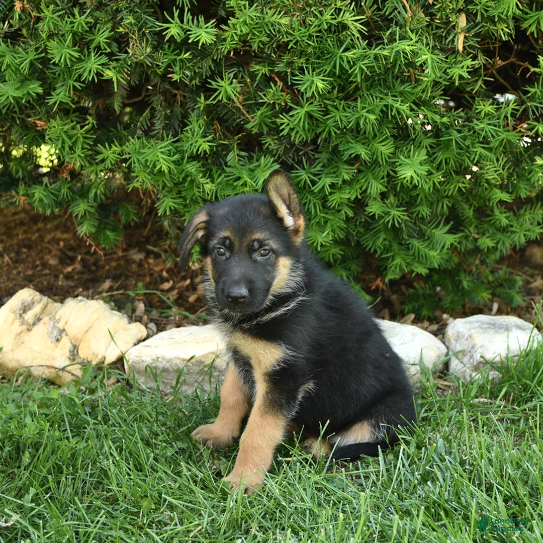 German Shepherd dogs for sale: Meadow - Image 3