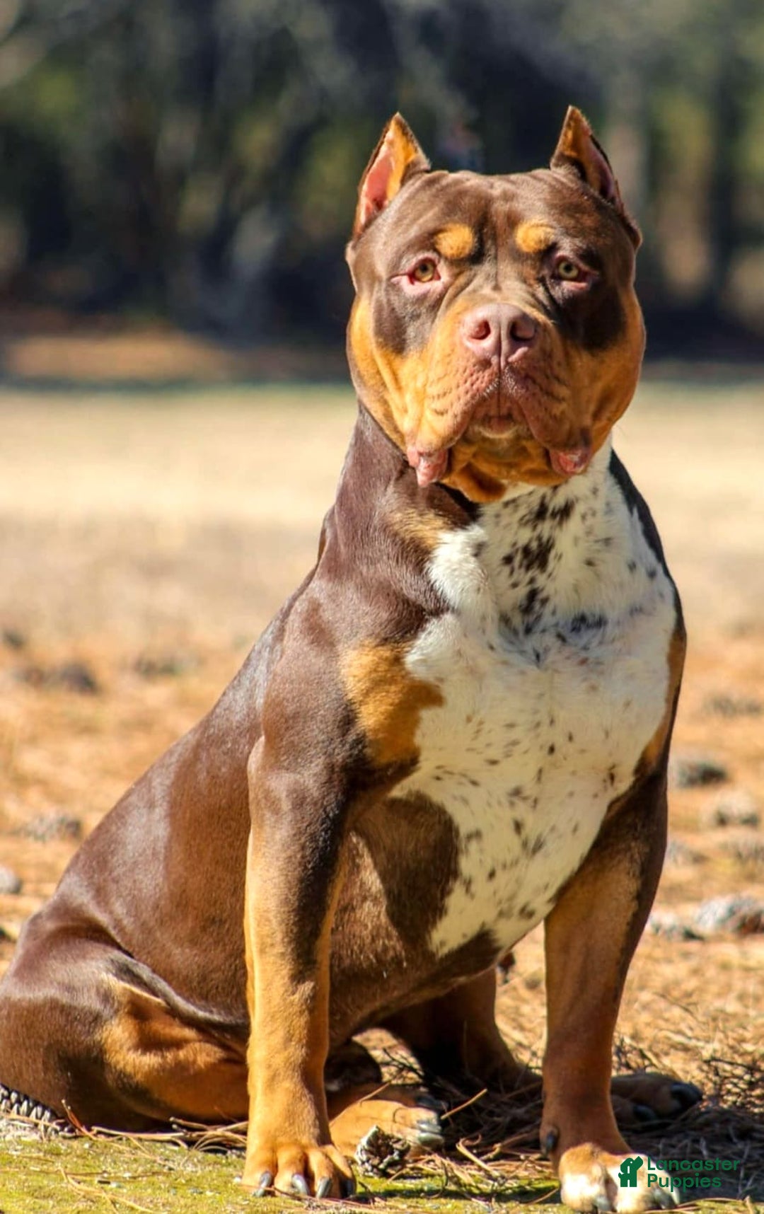 American Bully dogs for sale: "   Al Pacino" - Image 5