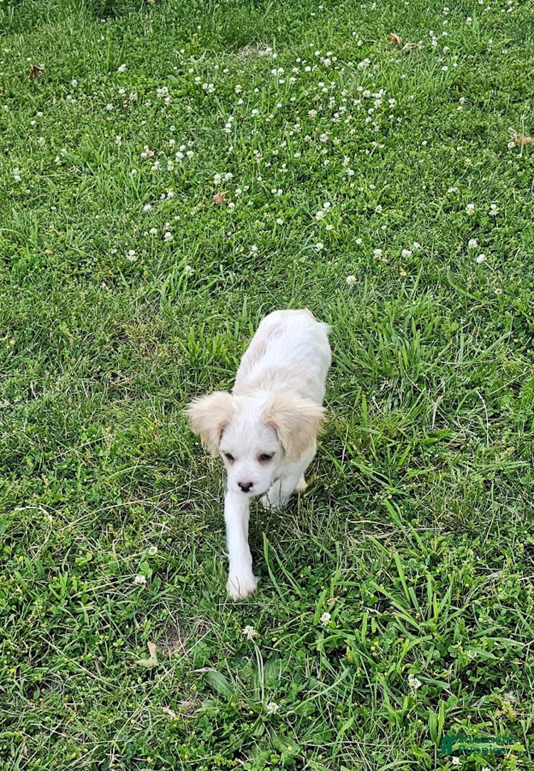 Forever dogs for sale: Quick Deer - Image 9