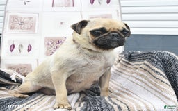 Pug dogs for sale: Patches - Image 6