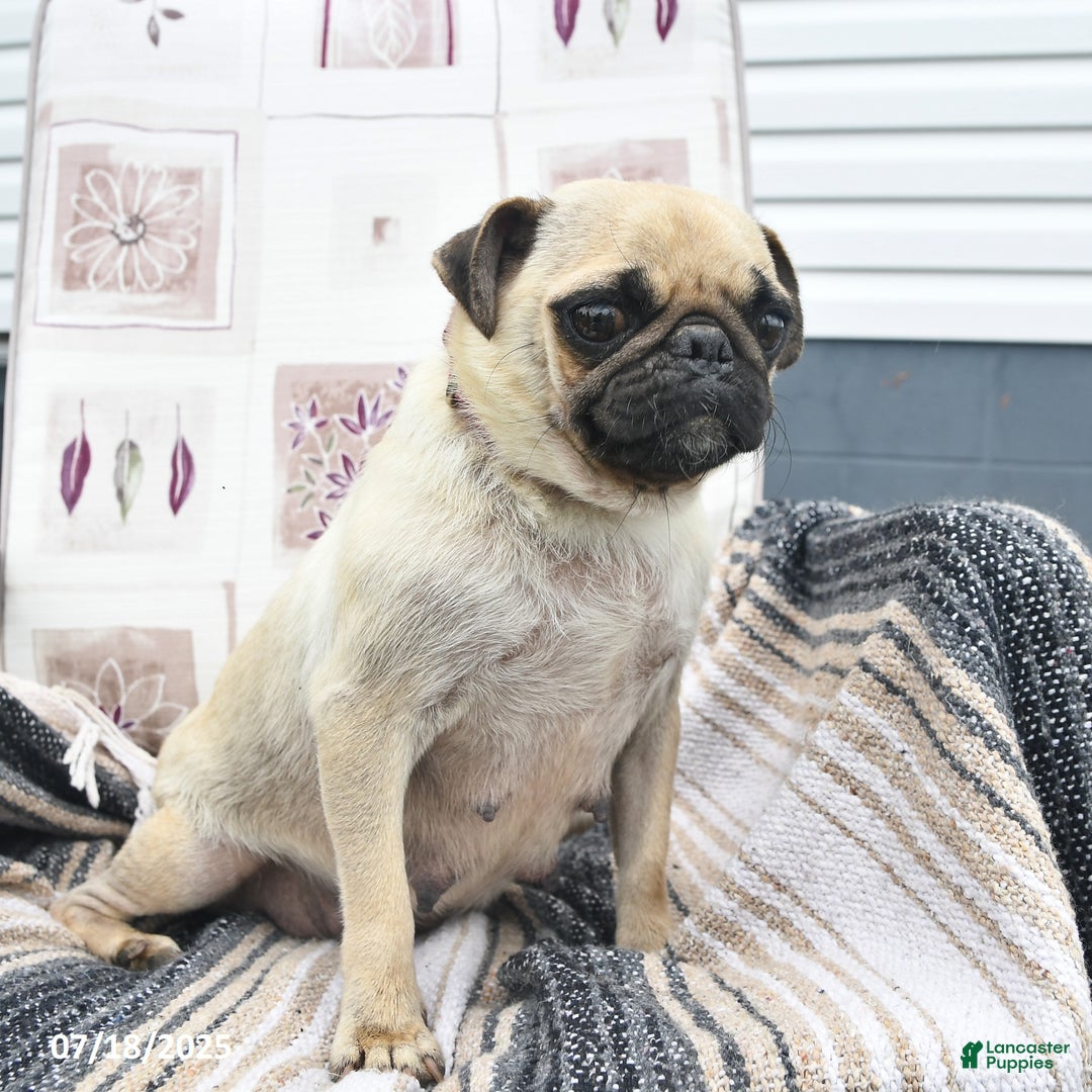 Pug dogs for sale: Patches - Image 6