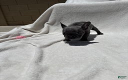 French Bulldog dogs for sale: Kitana - Image 2
