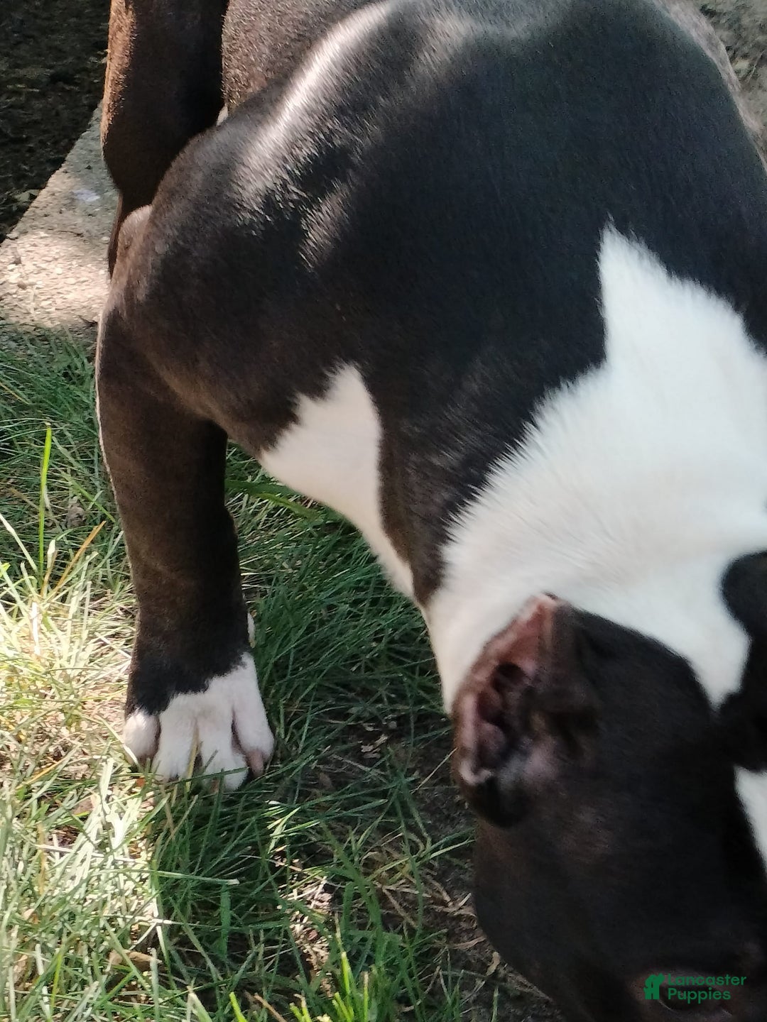 American Bully dogs for sale: Yoyo - Image 3