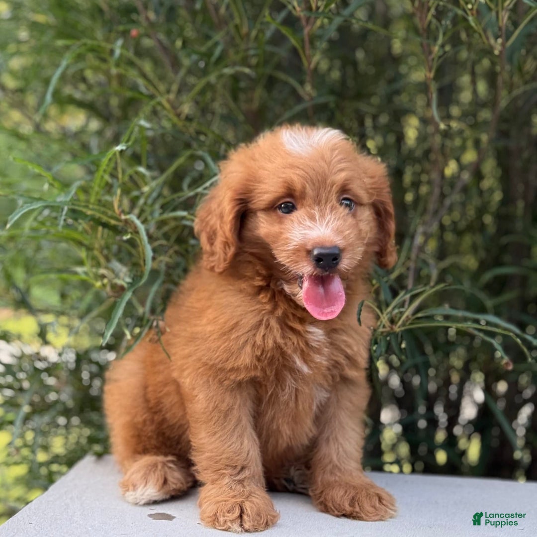 Mini Goldendoodle dogs for sale: Kaylor - Image 1