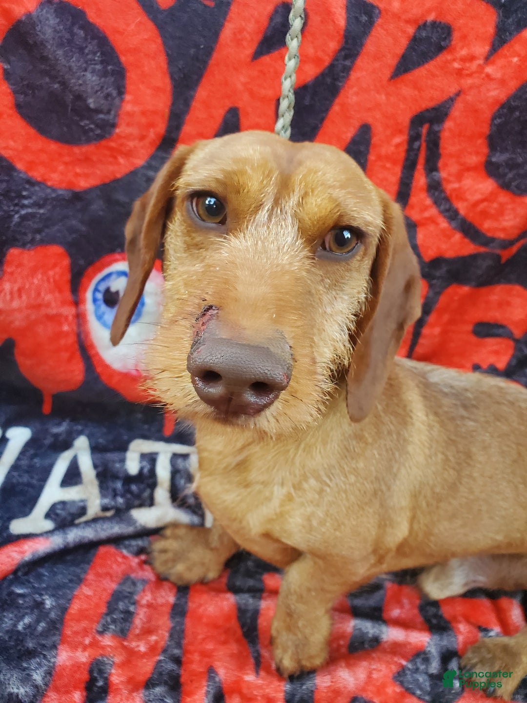 Dachshund dogs for sale: Jolly - Image 12