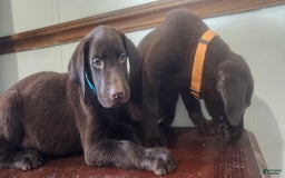 Labrador Retriever dogs for sale: Jan - Image 7