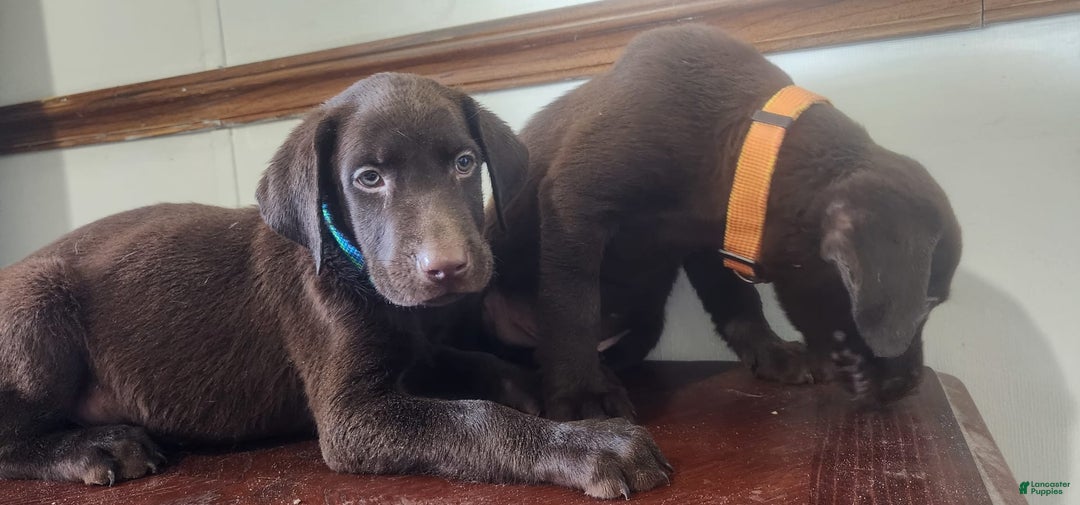 Labrador Retriever dogs for sale: Jan - Image 7