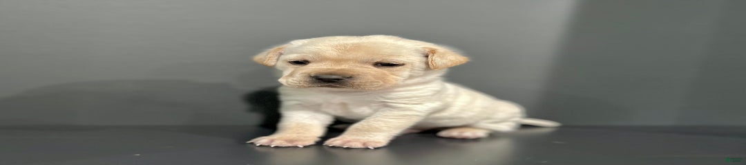 Dasher