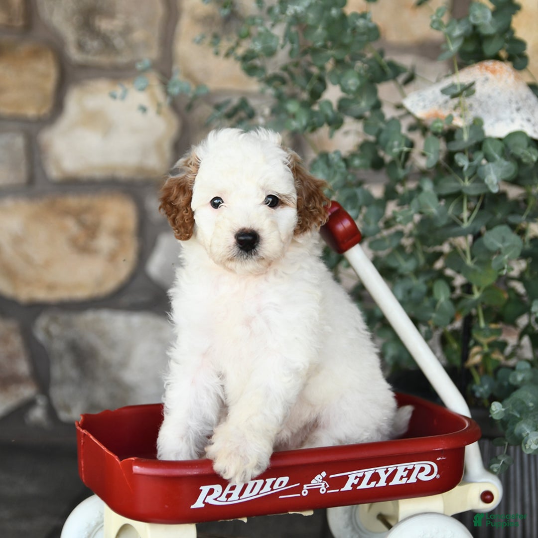 Mini Goldendoodle dogs for sale: Fluffy - Image 5