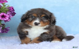 Mini Bernedoodle dogs for sale: Rocko - Image 4