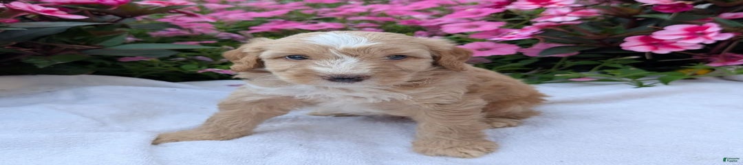 Roscoe