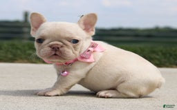 French Bulldog dogs for sale: Minty - Image 4
