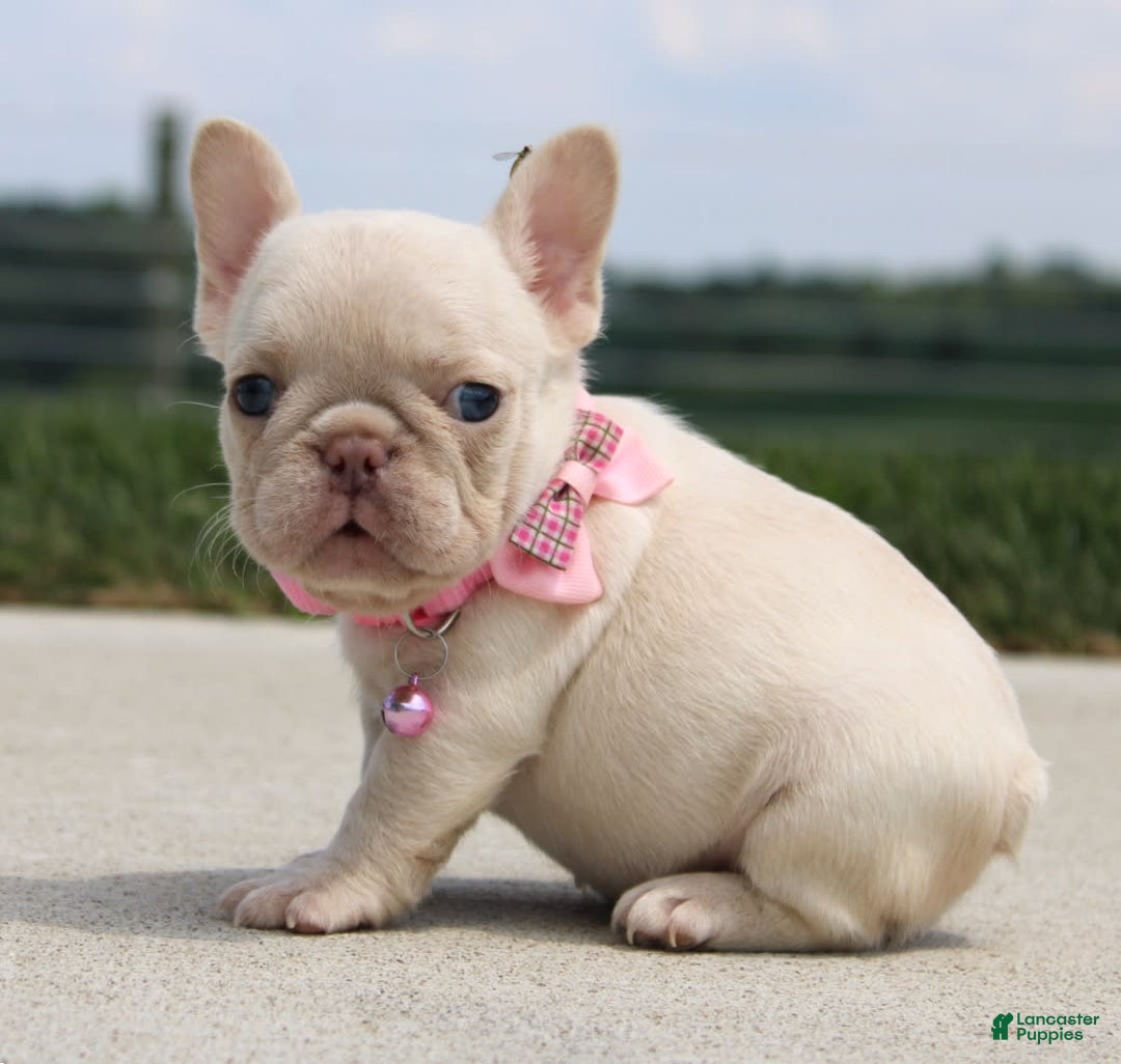 French Bulldog dogs for sale: Minty - Image 4